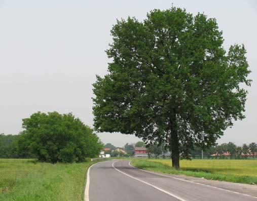 1 2 STRADA CROCE, CANNOCCHIALE VISIVO - ALBERO ISOLATO 1/1- L inizio di Strada Croce