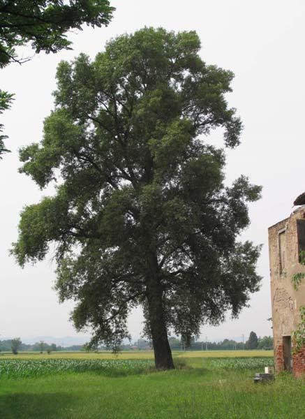 4/7- Il gruppo di alberi monumentali di fronte e accanto alla casa colti