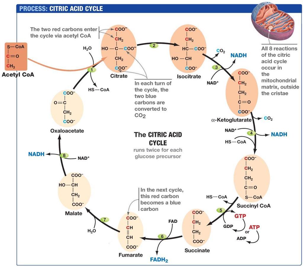 TCA cycle (ciclo di Krebs) Come abbiamo detto la glicoli produce due molecole di ATP e due di NADH per ogni molecola di glucosio.