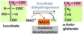 La seconda reazione è una isomerasi. In realtà, come si vede dallo schema, è il risultato di una disidratazione seguita da una reidratazione.