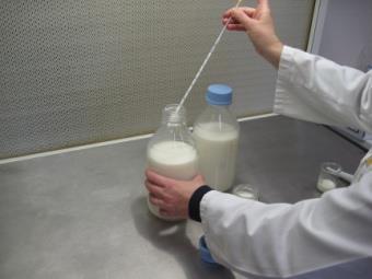 Questo si fa aggiungendo 1% di starter naturale a latte UHT (o bollito) e nel latte usato per fare il formaggio; poi si controlla il tempo necessario per