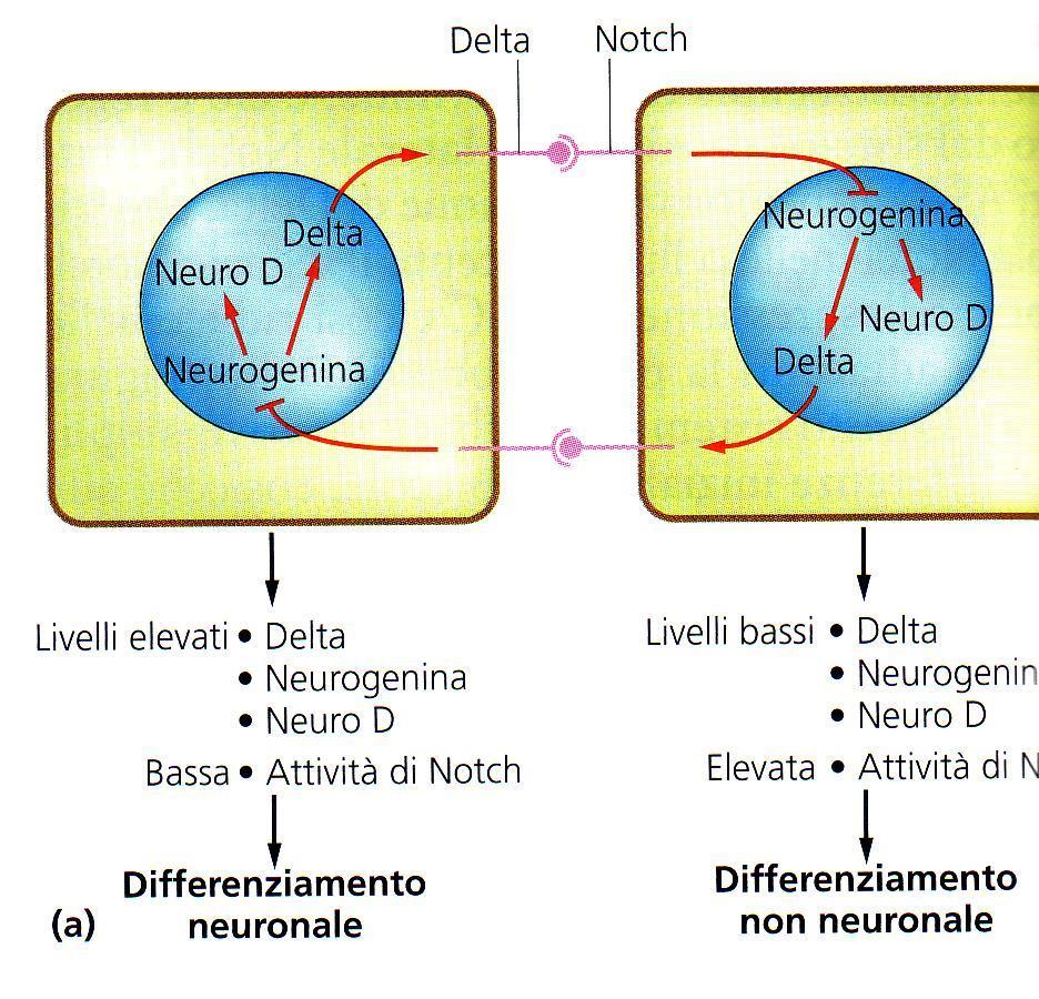 GLIA