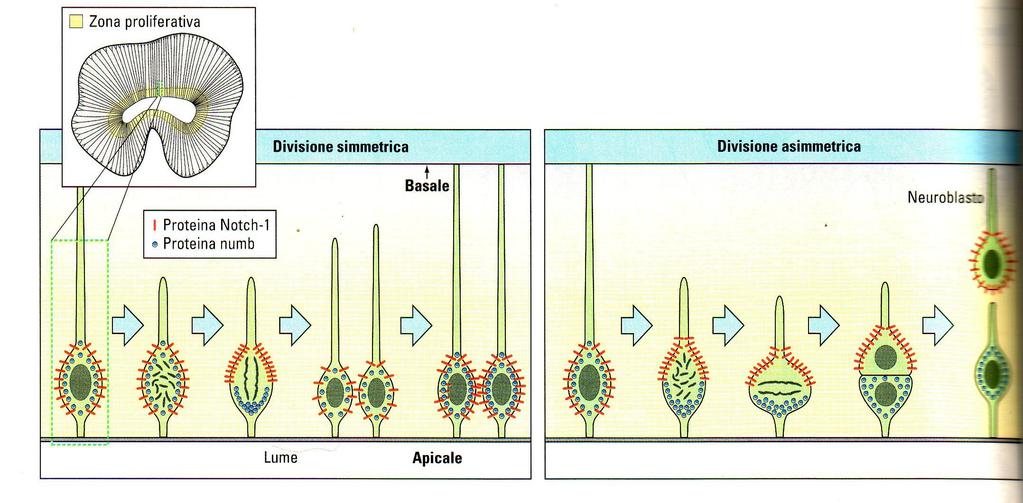 1. La proteina Numb: la sua distribuzione eguale consente alle due cellule figlie di rimanere nello strato