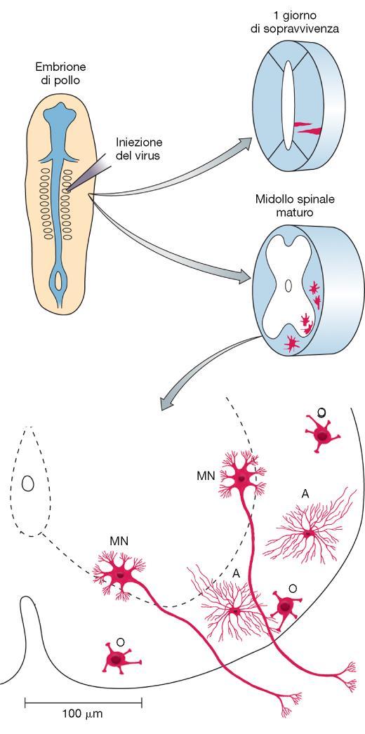 Nascita delle cellule del sistema nervoso Analisi clonale (tecnica del