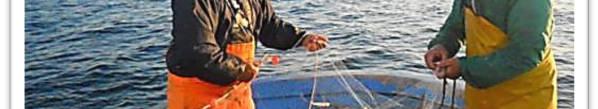 La cattura del pesce nella rete da posta si basa su quattro diversi meccanismi: Imbrocco: in cui il pesce s infila con la