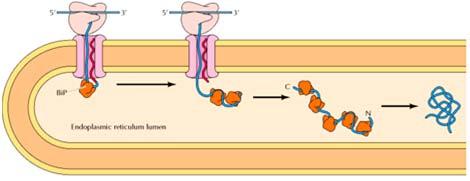 report=objectonly Ripiegamento delle proteine nel Reticolo Endoplasmatico (RE) La proteina chaperone