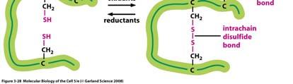 proteine di secrezione o della superficie cellulare. La formazione dei ponti disulfuro è facilitata dall enzima proteina disulfuro isomerasi, che si trova nel lume dell ER. http://www.ncbi.nlm.nih.