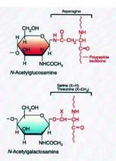 Glicoproteine (1) Reticolo Endoplasmatico Ruvido INIZIO DELLA N GLICOSILAZIONE Le glicoproteine dei mammiferi si distinguono in glicoproteine legate all ossigeno («O linked») e glicoproteine legate