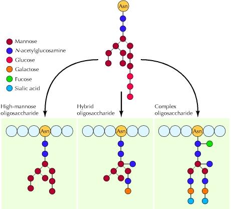 Esempi di oligosaccaridi N linked N linked Glicoproteine (3) La parte centrale viene assemblata come parte di un oligosaccaride intermedio più grande legato ad un complesso