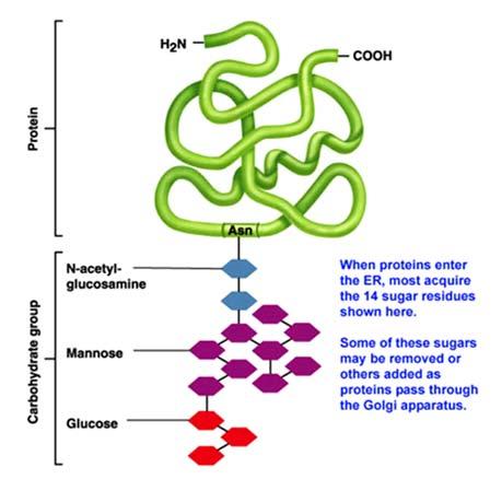 Glicosilazione delle proteine nell ER http://www.ncbi.nlm.nih.gov/books/nbk9889/figure/a1485/?
