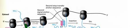 Aggiunta e processamento iniziale degli oligosaccardi «N linked» Sintesi e inserimento nella membrana dell ER del trasportatore per il glucosio GLUT 1 e di altre proteine con