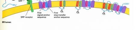 report=objectonly Didascalia della figura precedente Nel RE delle cellule dei vertebrati, il precursore Glu 3 Man 9 (GlcNAc) 2 viene trasferito dal trasportatore dolicolo ad un