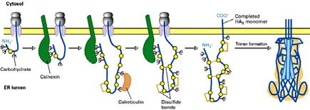 Qui è illustrato il processo di glicosilazione N linked di una proteina di secrezione solubile, ma le porzioni luminali di una proteina integrale di membrana possono essere