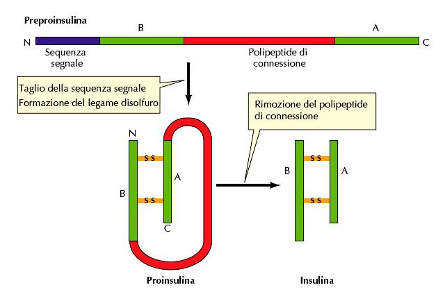 MATURAZIONE DELLE PROTEINE E ALTRE MODIFICAZIONI POST TRADUZIONALI (2) (tutte le proteine, anche quelle rilasciate nel citosol) Formazione di legami S S fra gruppi laterali di cisteine (richiesto