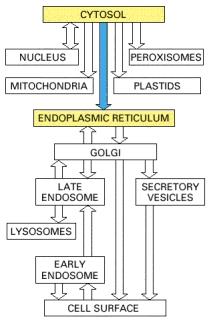 SISTEMA DELLE ENDOMEMBRANE Il sistema delle endomembrane è un insieme di strutture membranose coinvolto nel trasporto all interno della cellula.
