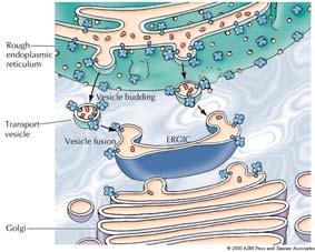 I componenti del sistema di endomembrane si scambiano materiali sia mediante conttato diretto che mediante l uso di vescicole.