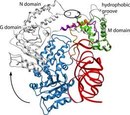 Sequenza segnale N terminale La sequenza segnale N terminale per il RE guida non solo qualsiasi proteina solubile che verrà secreta dalle cellule, ma anche i precursori di qualsiasi altra proteina