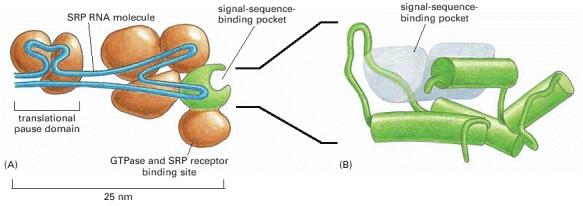 Signal recognition particle Indirizzamento co traduzionale delle proteine di secrezione verso il reticolo endoplasmatico (ER) A.