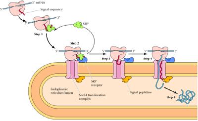 Una delle estremità della SRP si lega ad una sequenza segnale per il ER su una catena peptidica in crescita, mentre l altra si lega al ribosoma stesso e interrompe la traduzione.
