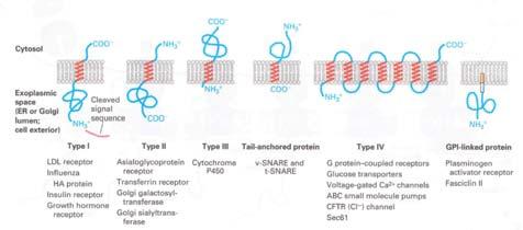 Tipi di proteine di membrana Inserimento di una proteina di membrana con una sequenza di segnale scindibile e una singola sequenza di stop.