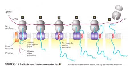 ed esce dal canale lateralmente per ancorare la proteina alla membrana dell ER.