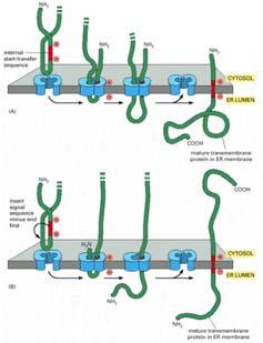 Tuttavia, la traslocazione della catena polipeptidica viene interrotta dalla sequenza stop trasferimento che chiude il canale di traslocazione Sec61 ed esce dal canale