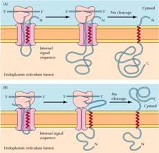 La traslazione continua dà origine ad una proteina che attraversa la membrana con il suo terminale carbossilico nel versante citosolico. http://www.ncbi.nlm.nih.