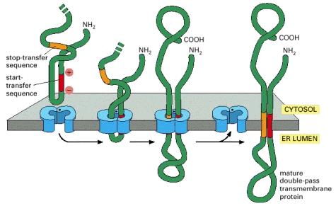 Integrazione di una proteina di membrana a doppio passo con sequenza di segnale interna