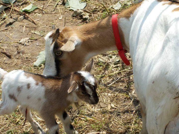 L educazione è un atto naturale attraverso il quale l uomo (come molti