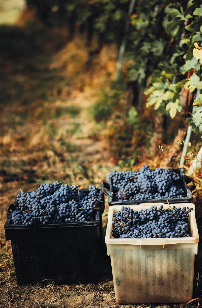 Vino giovane, fresco e di pronta beva. Viene vinificato in vasche di acciaio da 50 hl per 9 mesi. E un dolcetto molto piacevole dal colore rosso rubino e dal profumo fresco.