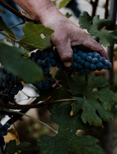 1988 nasce l azienda 10 ettari di vigne 60.