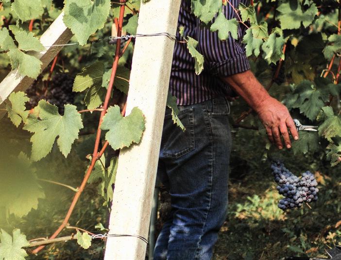 passione per i grandi vini Tre vitigni, sette modi di esprimere il territorio nel vino: l azienda agricola