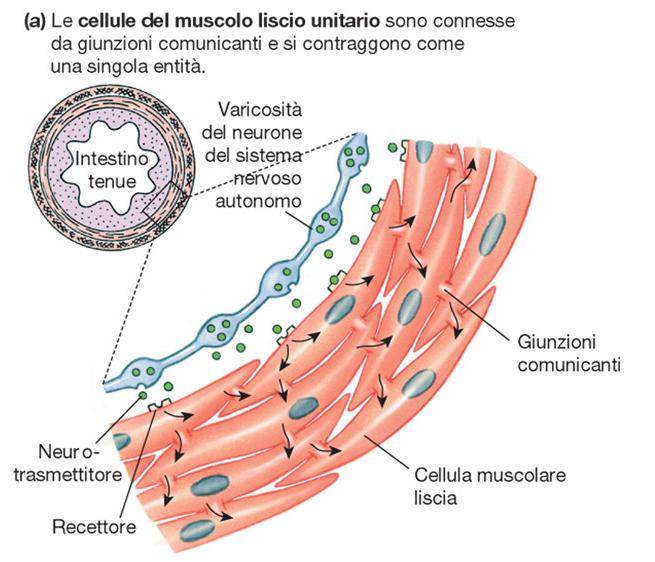MUSCOLO LISCIO UNITARIO L onda di depolarizzazione diffonde nel tessuto attraverso le giunzioni che collegano le cellule.