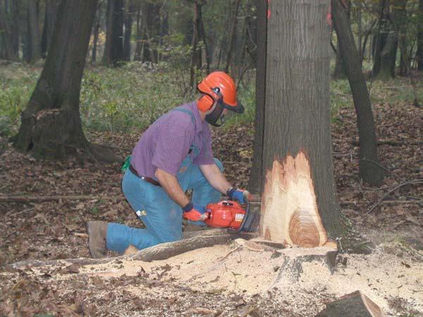 Manuale come strumento di gestione dei boschi Concetti chiave Sicurezza Professionalità