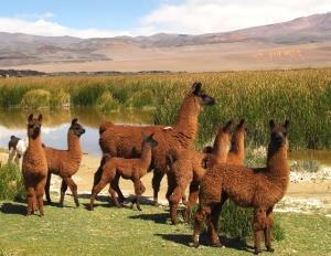 Quebrada di Calalaste, uno dei posti migliori dove avvistare dei camelidi allo stato selvatico, si raggiunge quindi la pianura di Antofagasta.