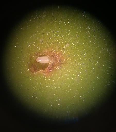 punture in aumento e fase di ovideposizione in atto. Le osservazioni compiute con il microscopio bi-oculare hanno evidenziato molte uova appena deposte e alcune larve di prima età.