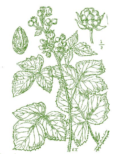 ROVO Rubus caesius L. Il termine Rubus rappresenta la denominazione romana del rovo e deriva dal nome rubeo che significa sono rosso.