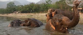 Itinerario di viaggio Day 10: Elephant Nature Park Mattina: sveglia presto e