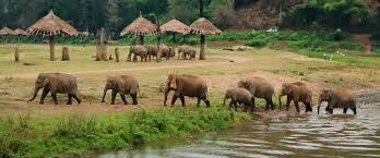 con gli elefanti in uno splendido ambiente naturale di fiume e foresta.