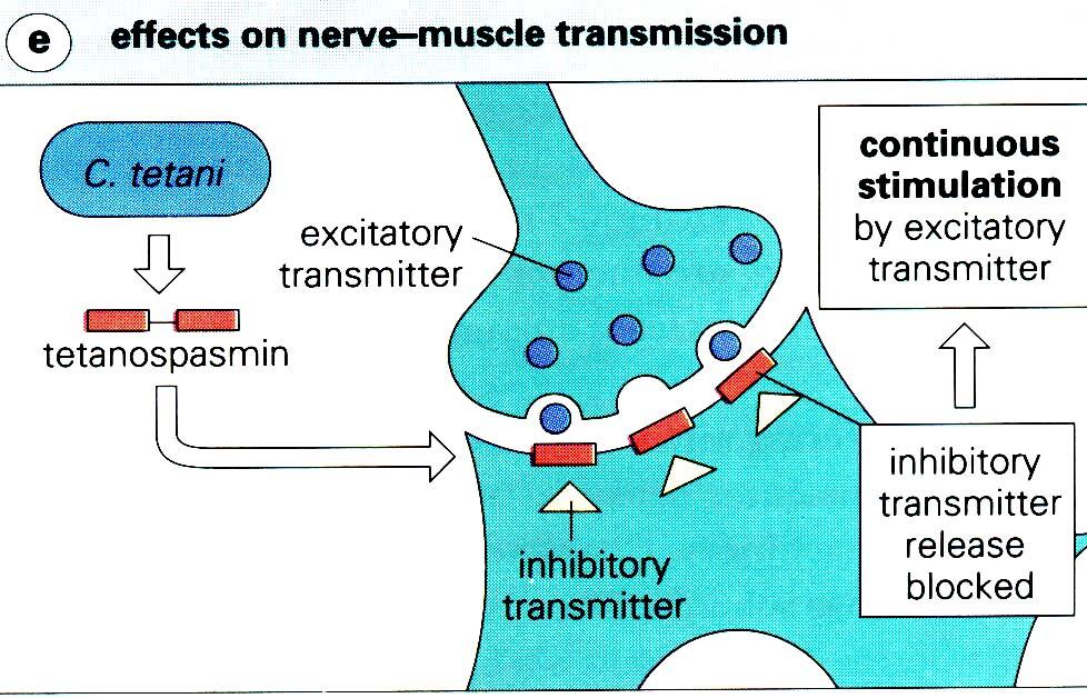 TETANO: PATOGENESI Esotossina tetanica (tetanospasmina) assoni delle terminazioni neuromuscolari trasporto