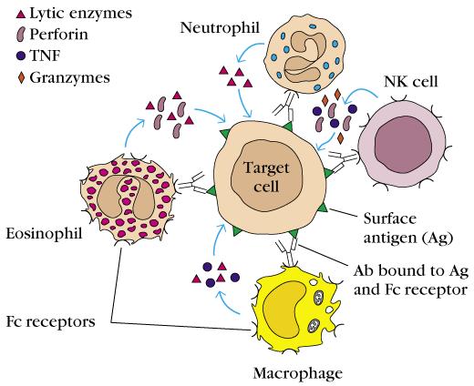 ADCC: citotossicità cellulo-mediata