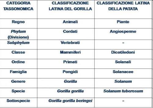 SPECIE: è la categoria più piccola e comprende organismi che hanno in comune molti caratteri; inoltre, gli organismi di una stessa specie possono accoppiarsi e avere prole feconda.