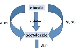 METABOLISMO EPATICO PRIMA OSSIDAZIONE: Da etanolo (alcoldeidrogenasi) ad acetaldeide DISULFIRAM