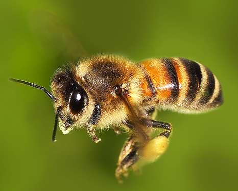 Vi presento un ape Nel capo ci sono gli occhi, le antenne e la bocca. Gli occhi sono composti da migliaia di faccette.