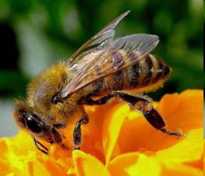 Nel torace ci sono le ali usate per volare ma anche per raffreddare l'alveare quando fa troppo caldo Hanno 6 zampette che usano per la raccolta del polline e per pulirsi Le api pungono