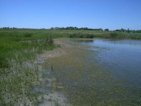 Università degli Studi di Ferrara Dipartimento delle Risorse Naturali e Culturali Renato Gerdol,