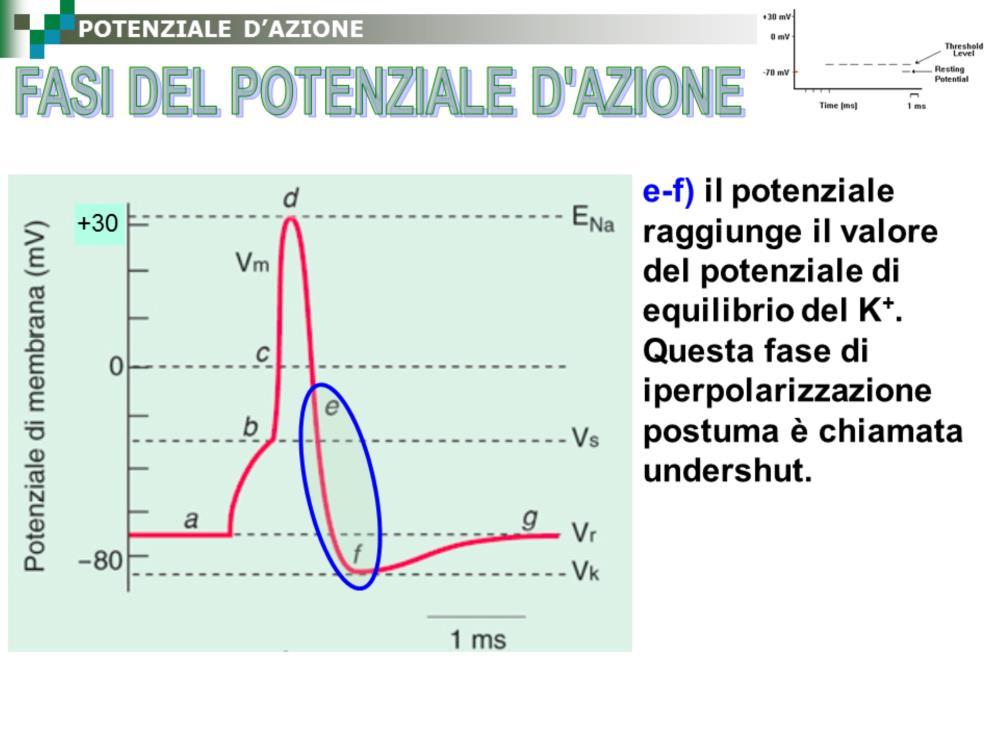 La fase di recupero dall inattivazione dei canali voltaggio