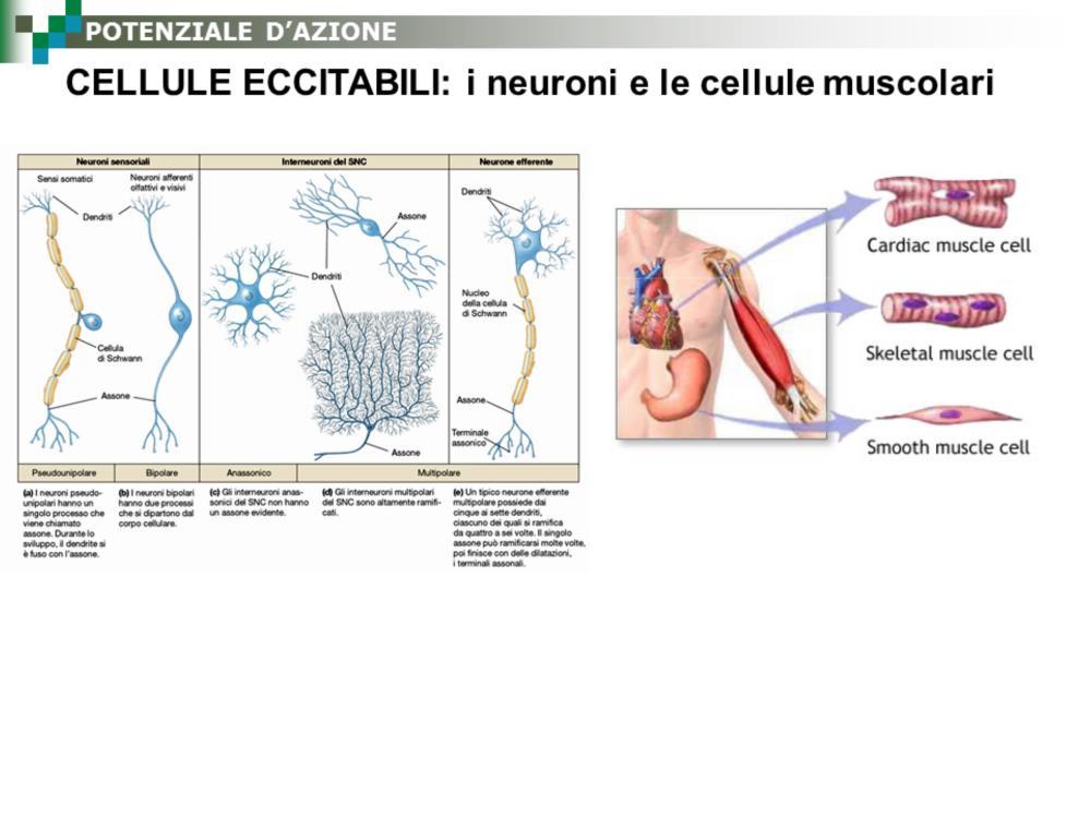 Le cellule eccitabili quali neuroni, cellule muscolari e cellule neuroendocrine, non rispondono solo