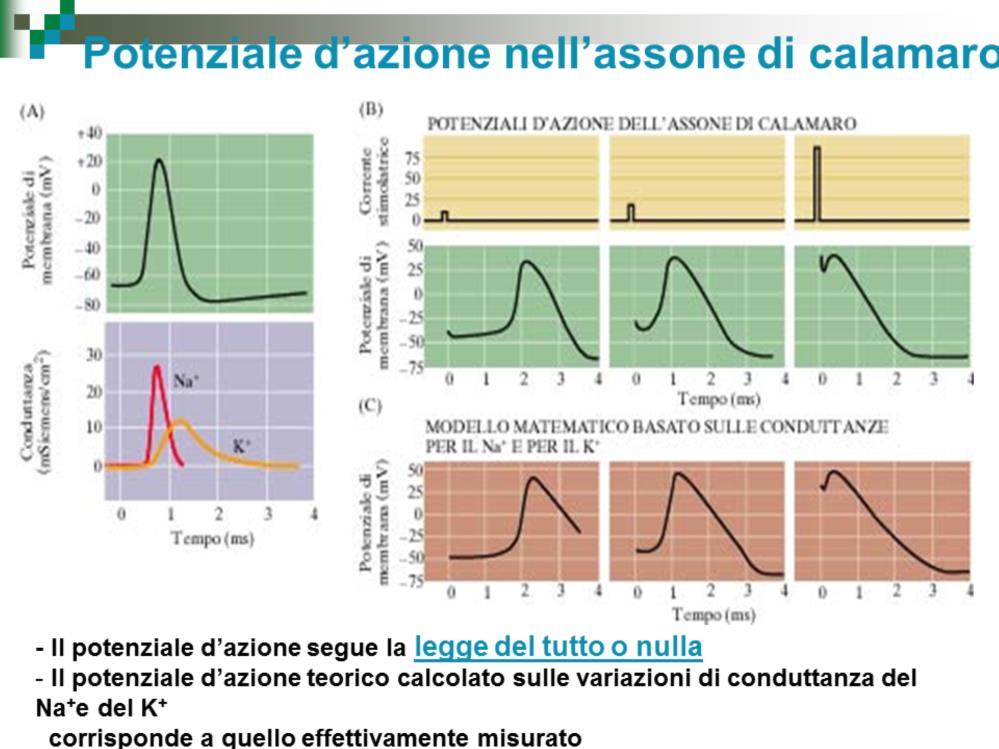 Applicando l equazione della conduttanza è possibile calcolare teoricamente le variazioni del potenziale di membrana durante un potenziale d azione e si può osservare che il modello matematico basato