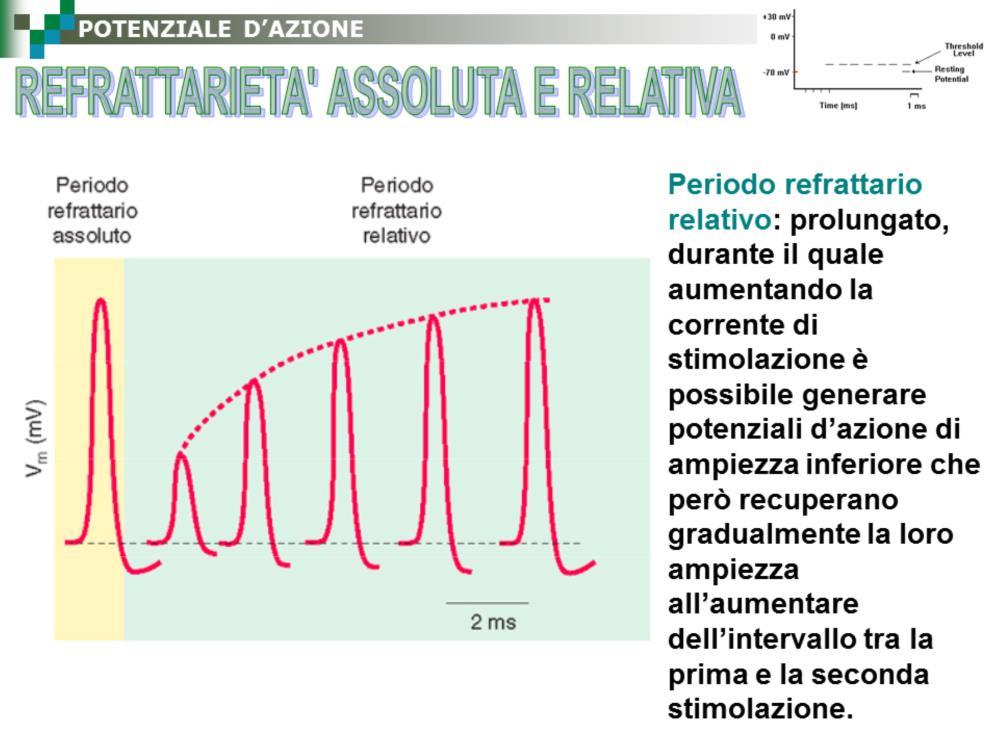 Periodo refrattario relativo: prolungato, durante il quale aumentando la corrente di stimolazione è possibile generare potenziali d azione di